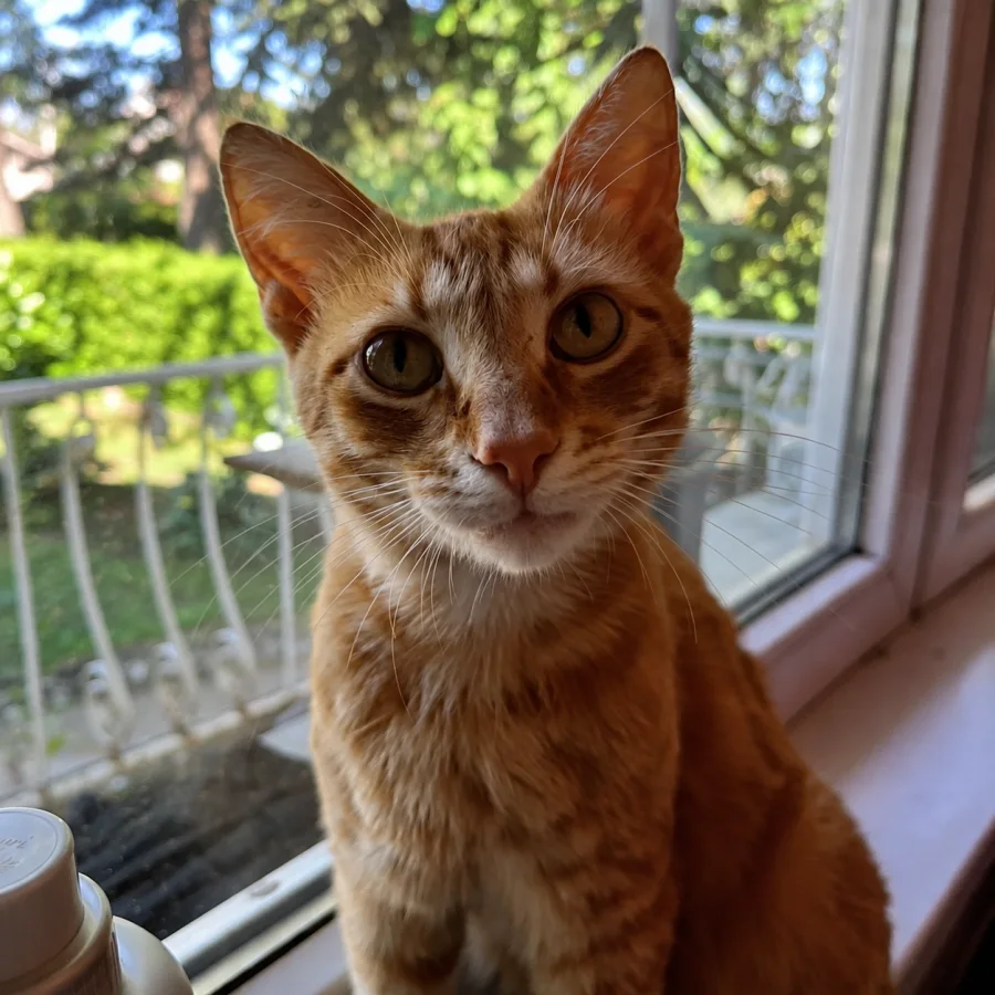 Stefan's orange cat sitting by the window